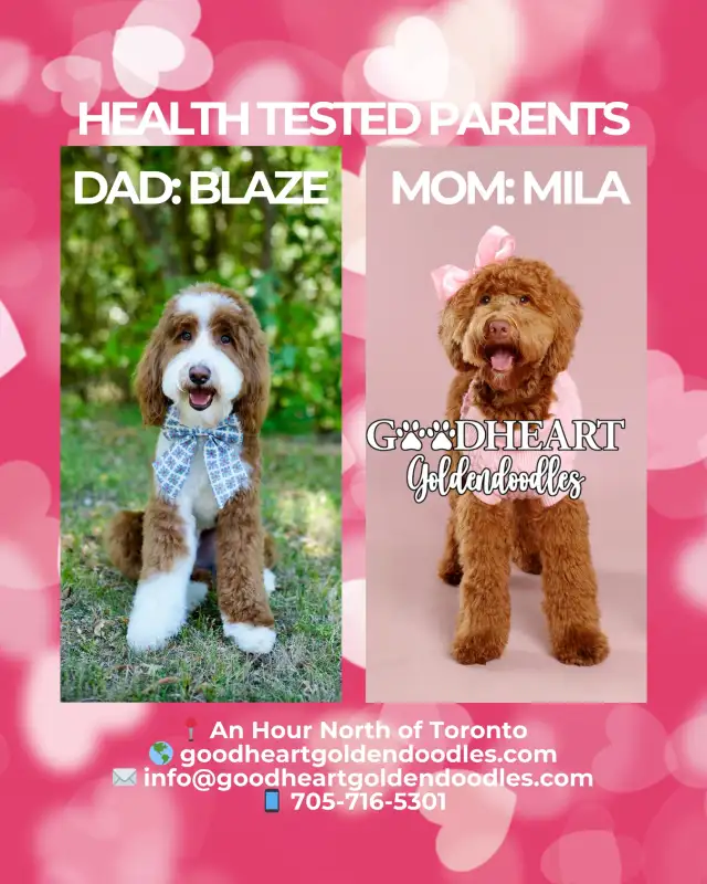 GORGEOUS GOLDENDOODLE PUPPIES - Photo 5