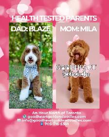 GORGEOUS GOLDENDOODLE PUPPIES - Photo 5