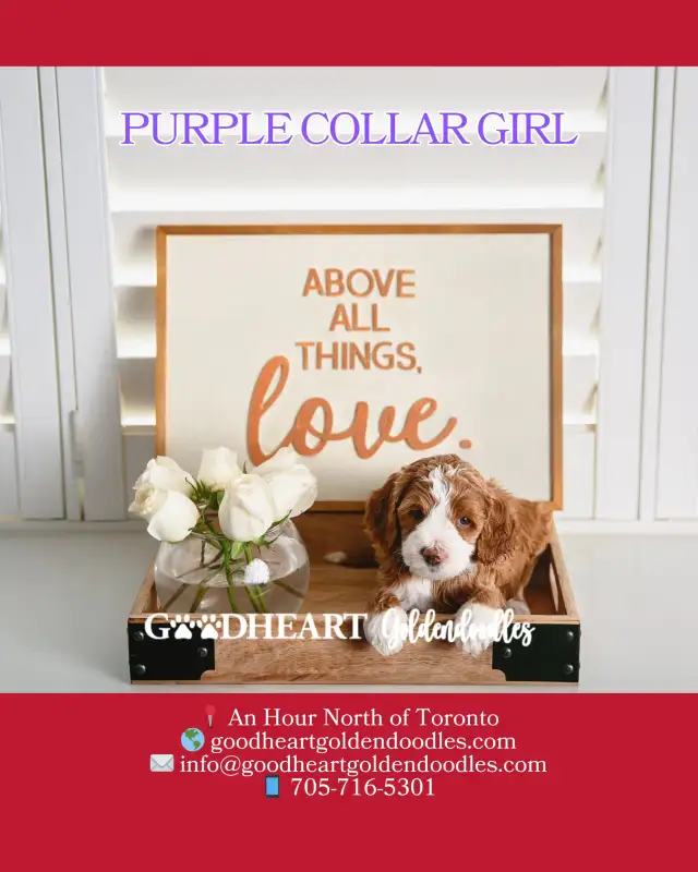 GORGEOUS GOLDENDOODLE PUPPIES - Photo 6