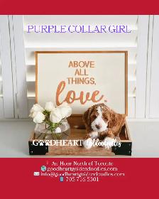 GORGEOUS GOLDENDOODLE PUPPIES - Photo 6