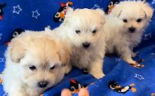 3 ADORABLE PUPPIES NEED A HOME