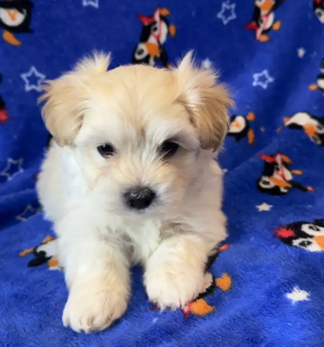 3 ADORABLE PUPPIES NEED A HOME - Photo 2