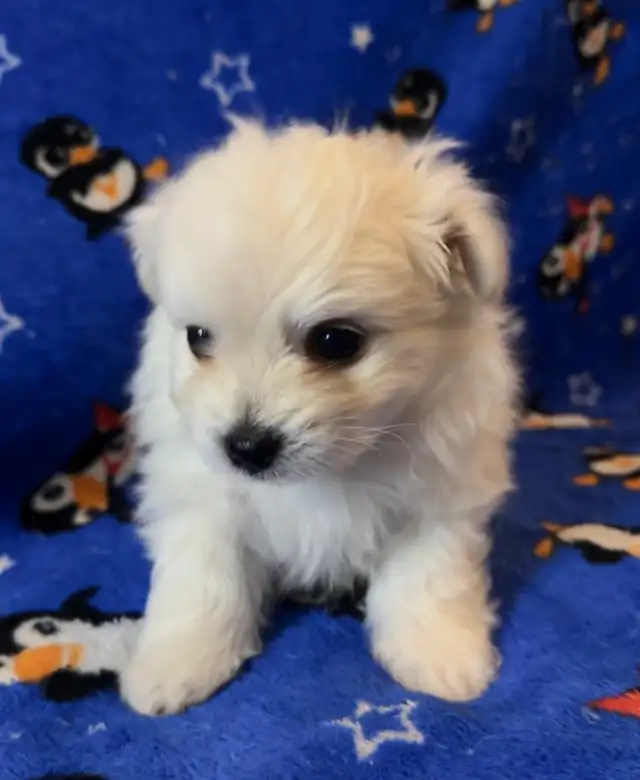3 ADORABLE PUPPIES NEED A HOME - Photo 3