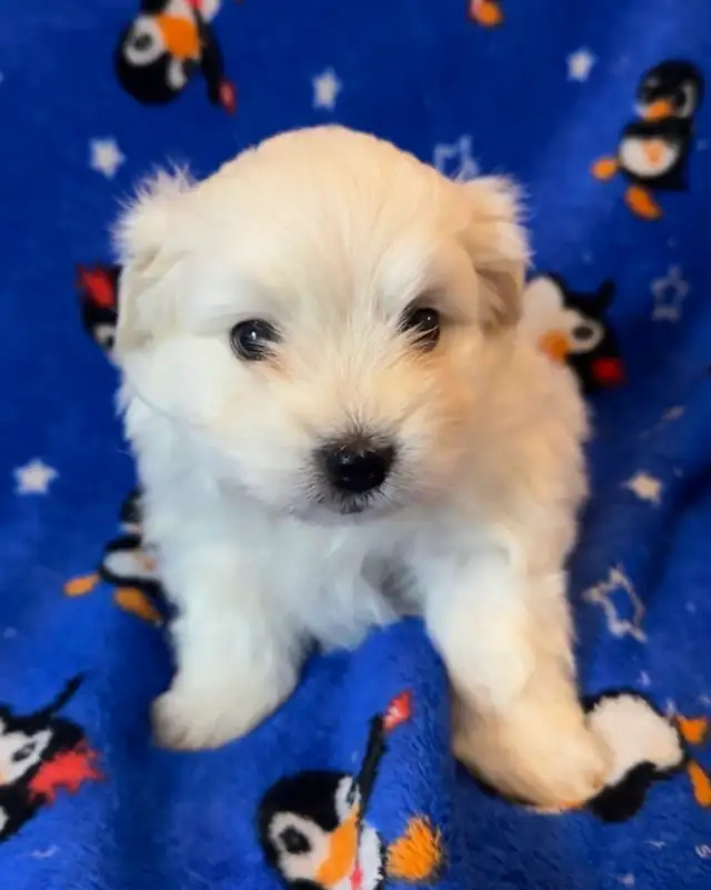 3 ADORABLE PUPPIES NEED A HOME - Photo 4