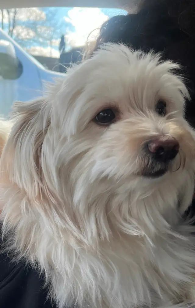 3 ADORABLE PUPPIES NEED A HOME - Photo 5