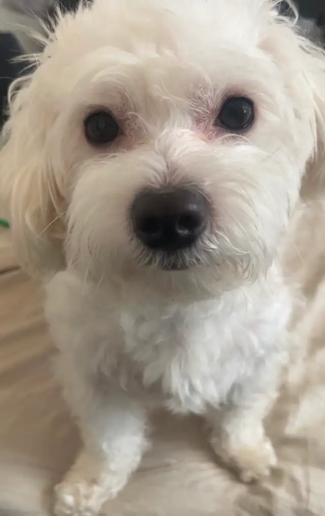 3 ADORABLE PUPPIES NEED A HOME - Photo 6