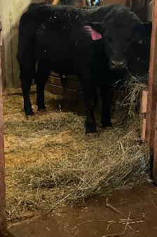 Commercial Speckle Park