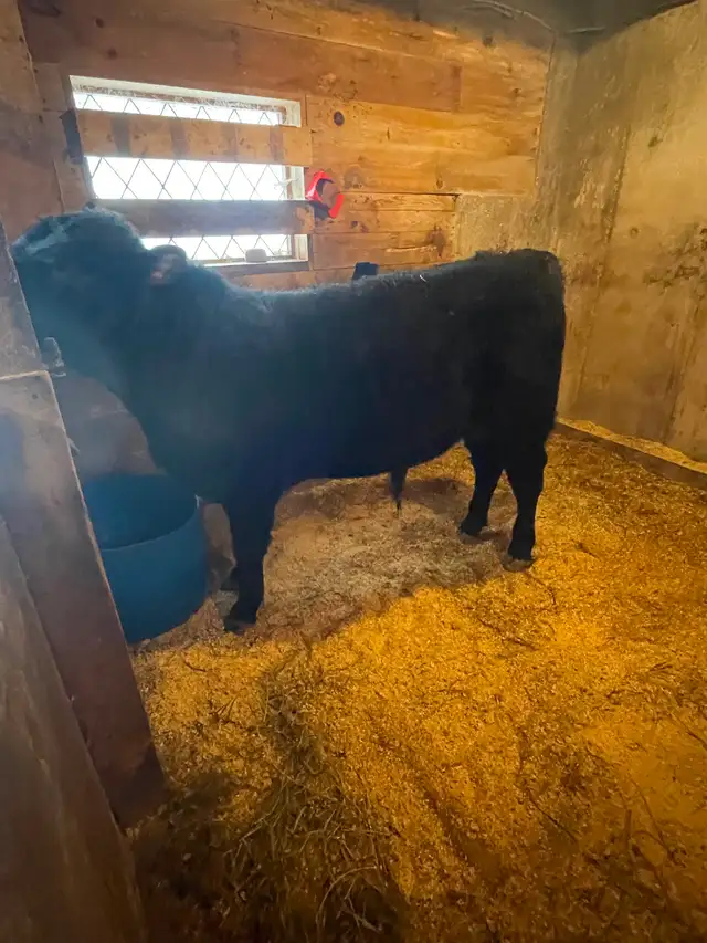 Commercial Speckle Park - Photo 2