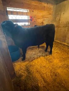 Commercial Speckle Park - Photo 2