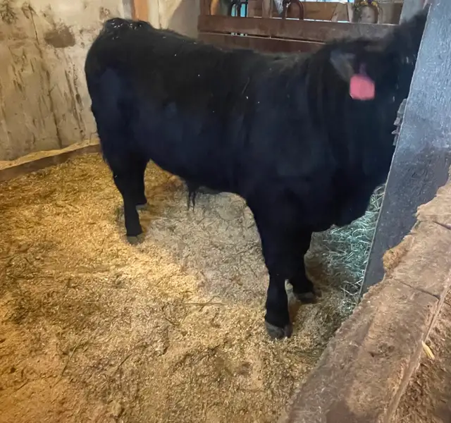 Commercial Speckle Park - Photo 3