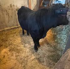 Commercial Speckle Park - Photo 4