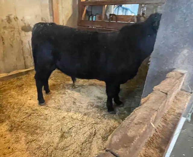 Commercial Speckle Park - Photo 5