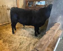 Commercial Speckle Park - Photo 5