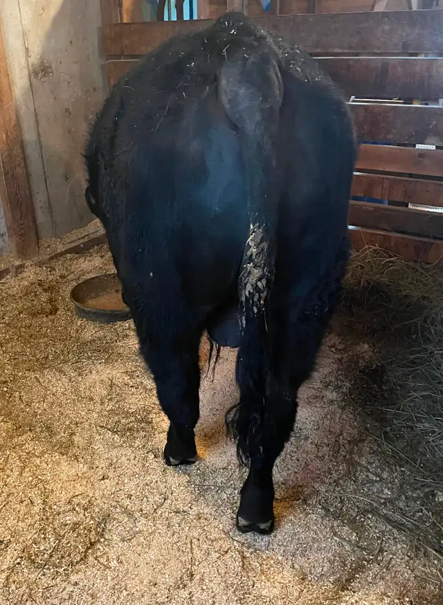 Commercial Speckle Park - Photo 6