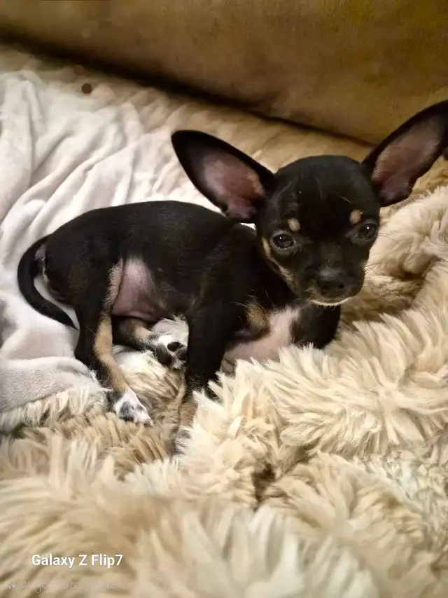 chiots chihuahua femelle