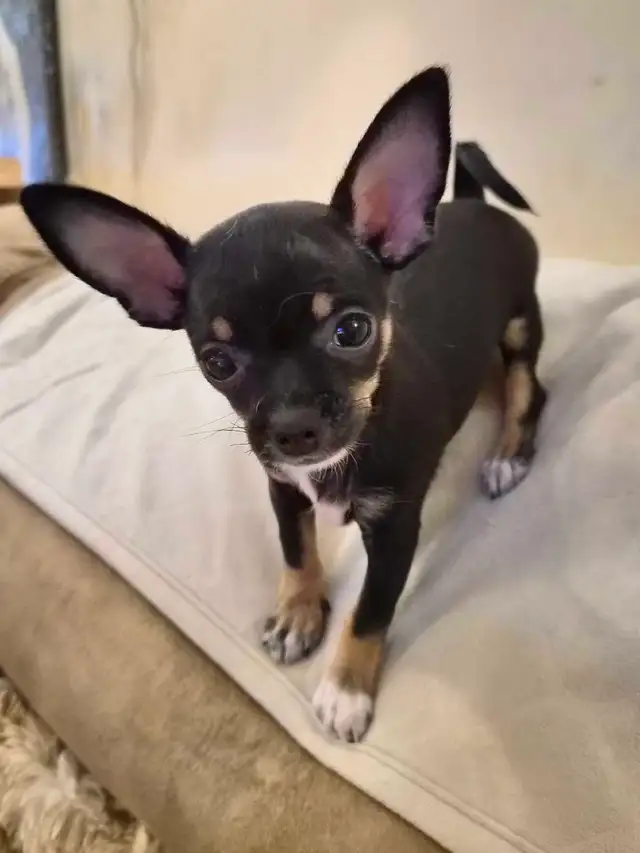 chiots chihuahua femelle - Photo 2