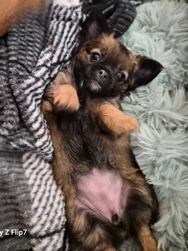 chiots chihuahua femelle - Photo 3