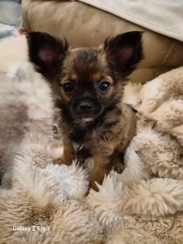 chiots chihuahua femelle - Photo 4