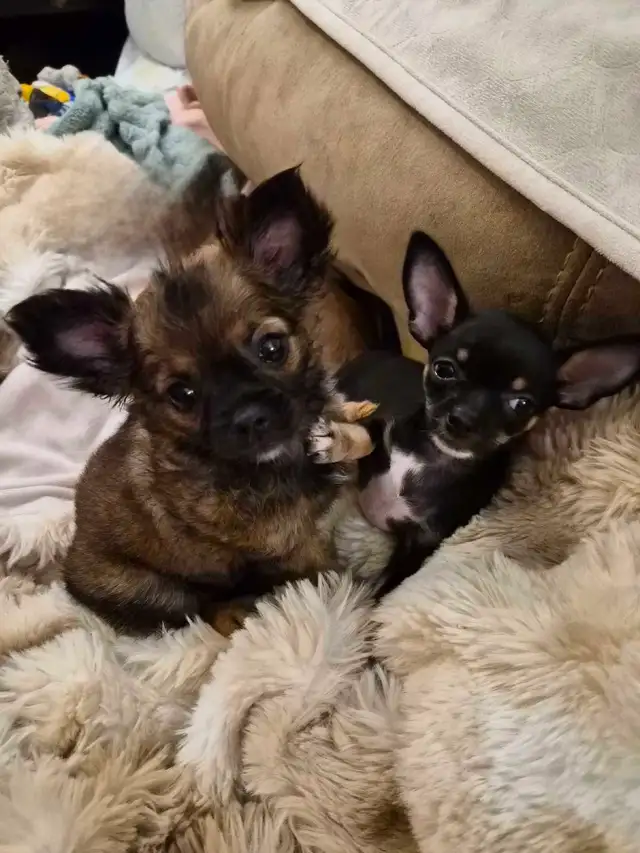 chiots chihuahua femelle - Photo 5