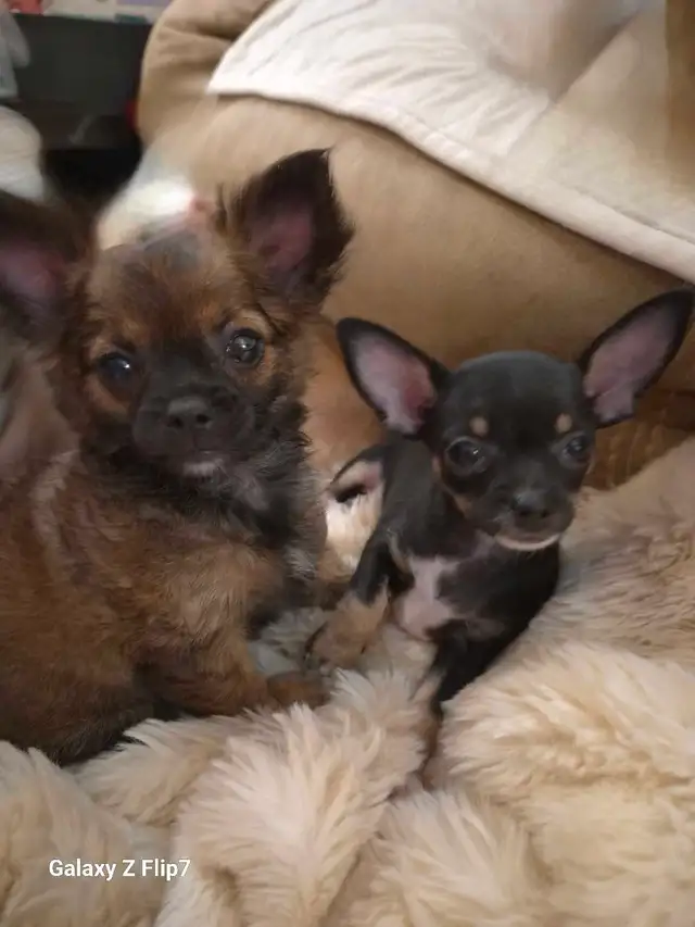 chiots chihuahua femelle - Photo 6