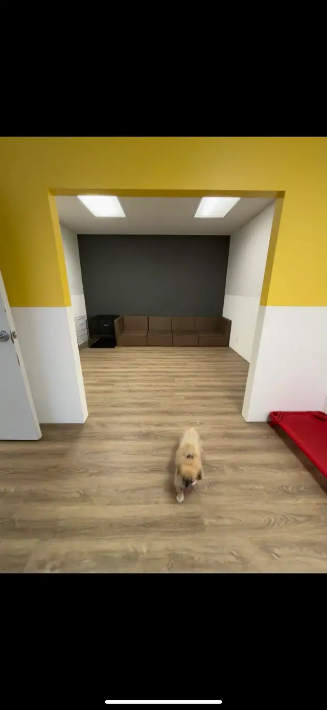 Dog Daycare Centre - Photo 2