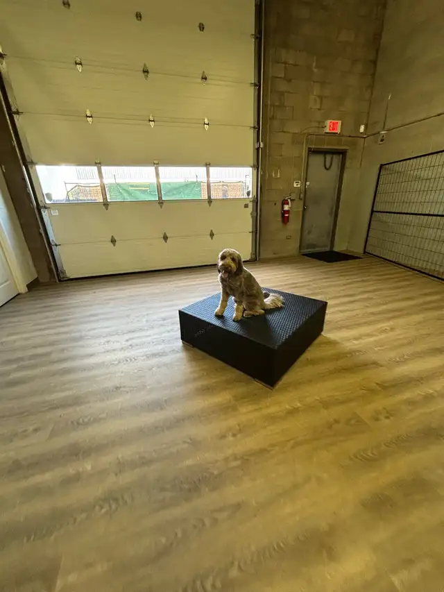 Dog Daycare Centre - Photo 4