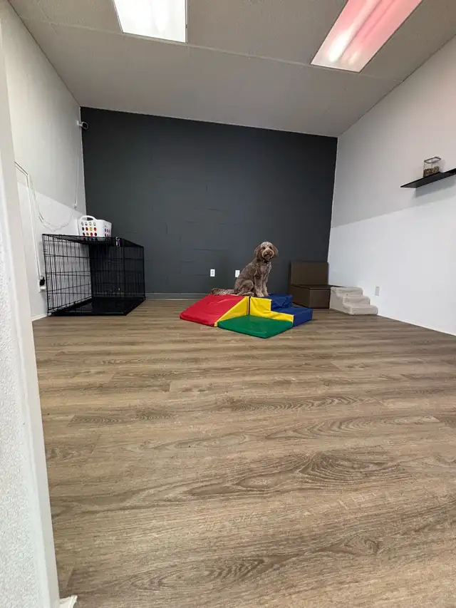 Dog Daycare Centre - Photo 5