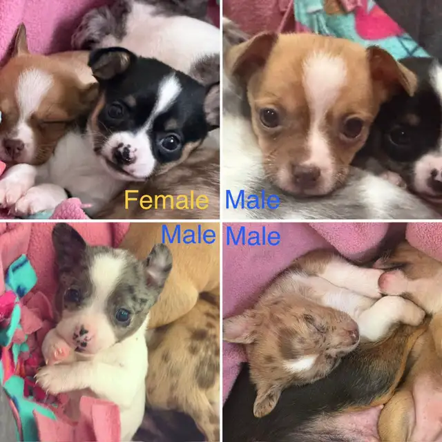 Chihuahua Puppies