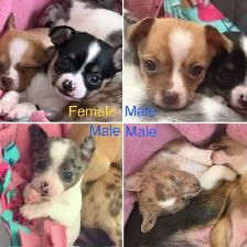 Chihuahua Puppies