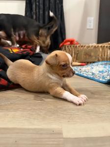 Chihuahua Puppies - Photo 2