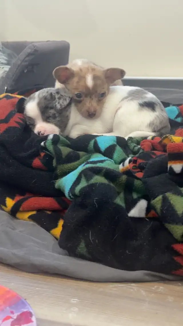 Chihuahua Puppies - Photo 3