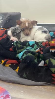 Chihuahua Puppies - Photo 3