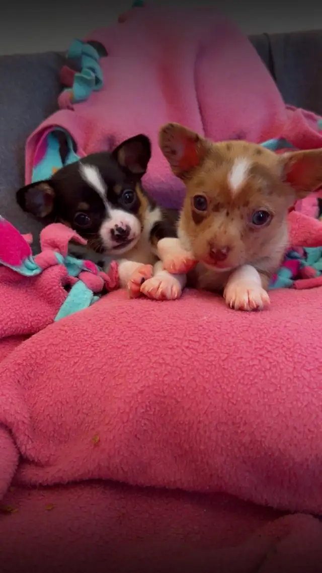Chihuahua Puppies - Photo 4