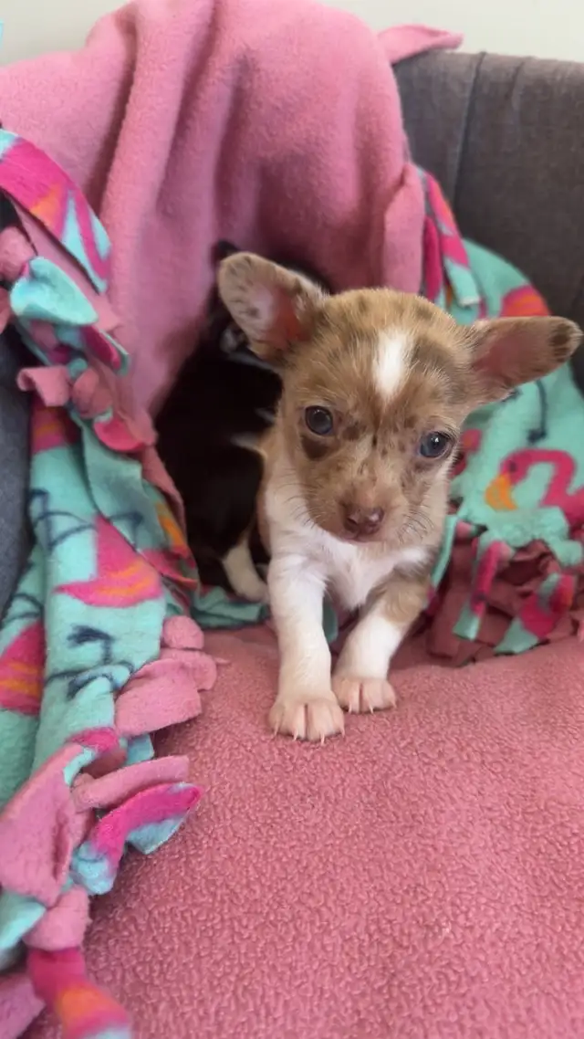 Chihuahua Puppies - Photo 5
