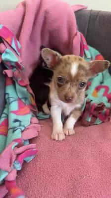 Chihuahua Puppies - Photo 5