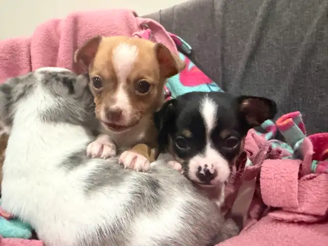 Chihuahua Puppies - Photo 6