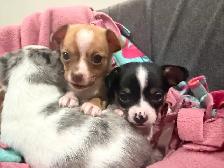 Chihuahua Puppies - Photo 6
