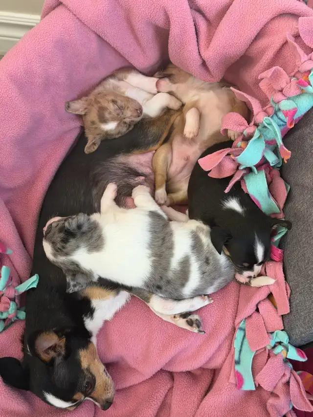 Chihuahua Puppies - Photo 7