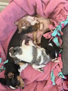 Chihuahua Puppies - Photo 7