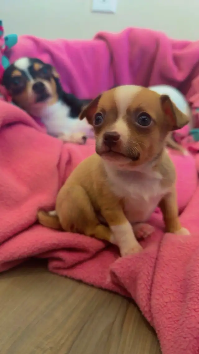 Chihuahua Puppies - Photo 8