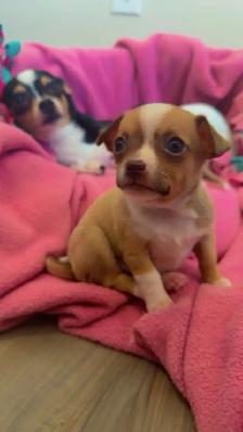 Chihuahua Puppies - Photo 8