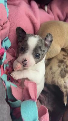 Chihuahua Puppies - Photo 9