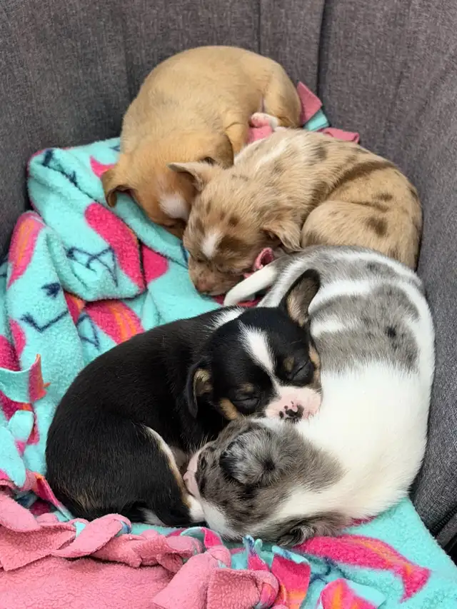 Chihuahua Puppies - Photo 10