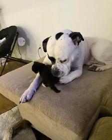 Alapaha Blue Blood - Must Go Today