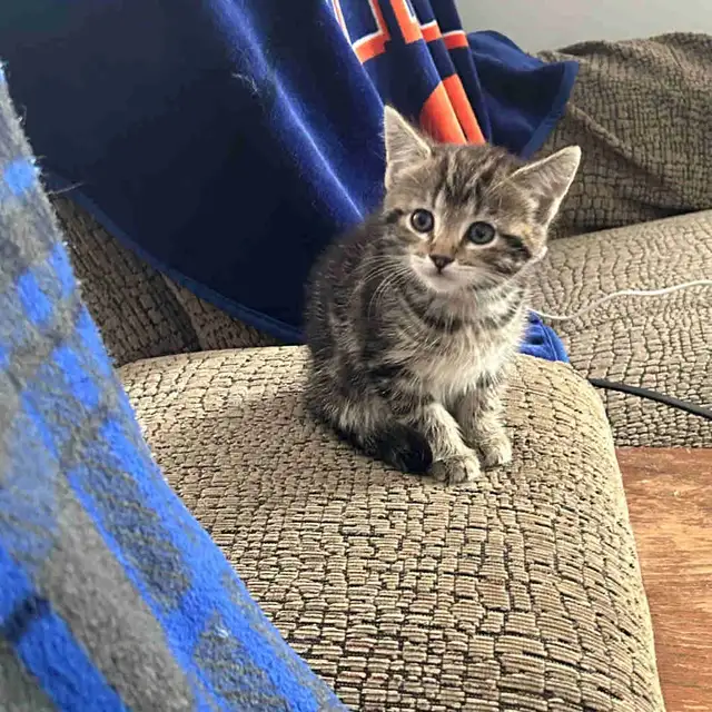 Russian blue kittens