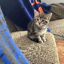 Russian blue kittens