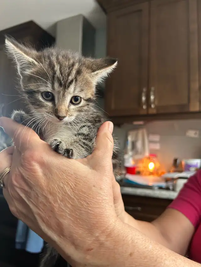 Russian blue kittens - Photo 2