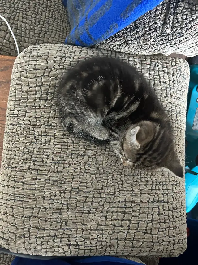 Russian blue kittens - Photo 3