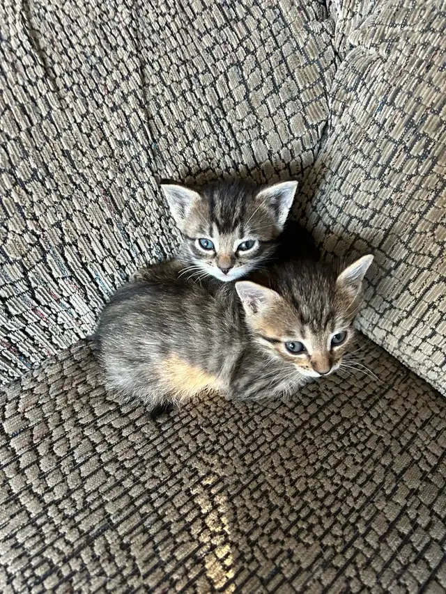 Russian blue kittens - Photo 4