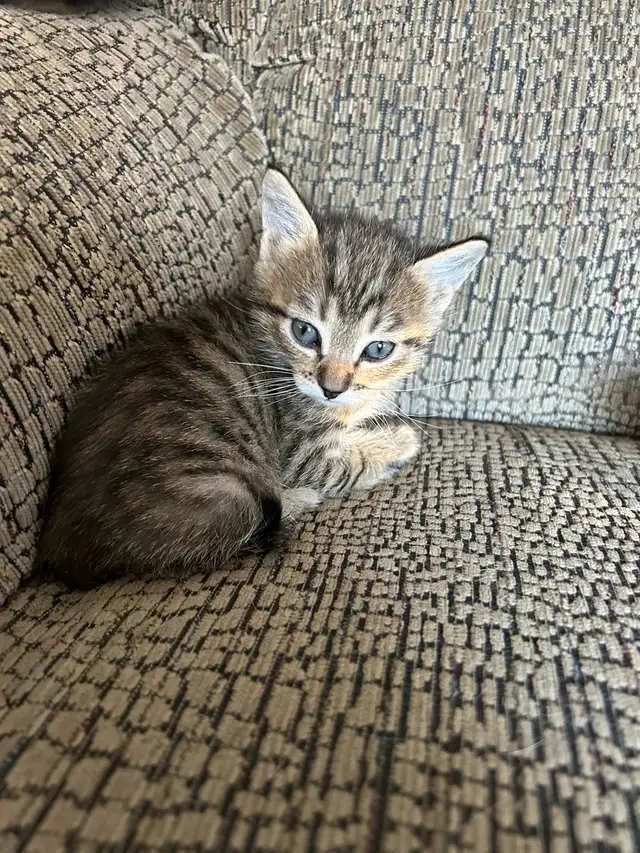 Russian blue kittens - Photo 5